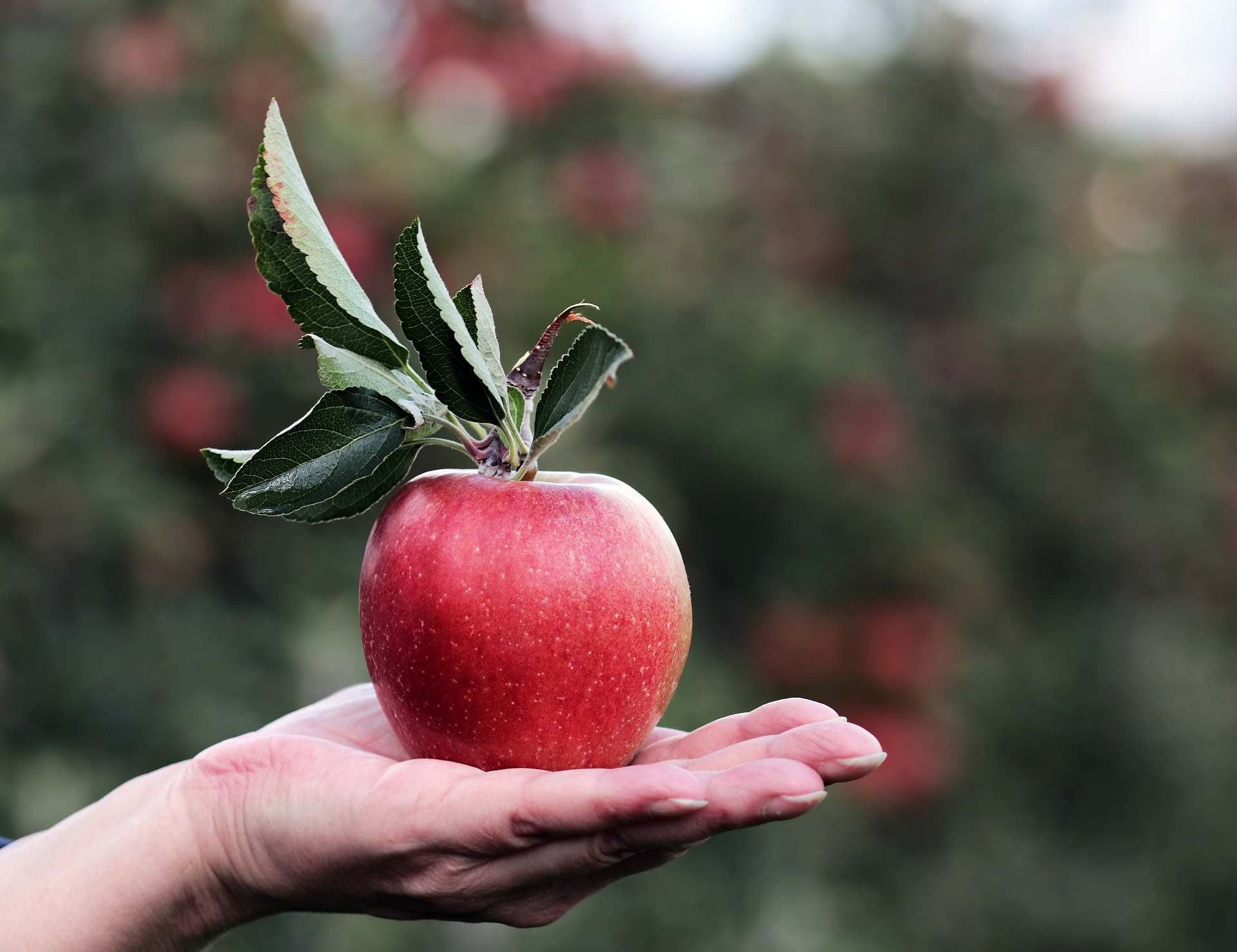 apple-2788613_1920